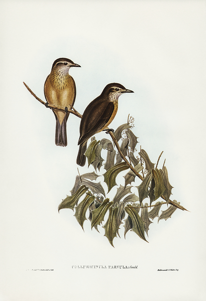 Little Shrikethrush Print