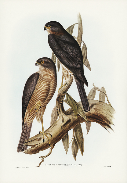 Collared Sparrowhawk Print