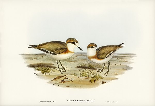 Lesser Sand Plover Print
