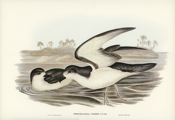 Cook s Petrel by History In Your Home