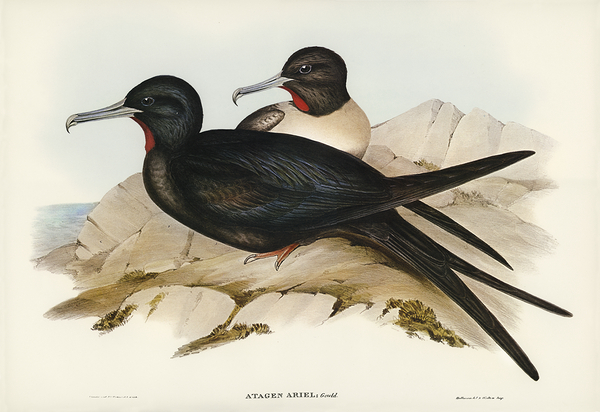 Lesser Frigatebird by History In Your Home
