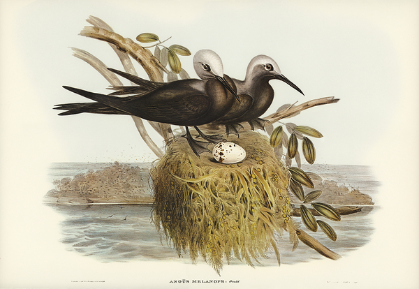 Lesser Noddy Print