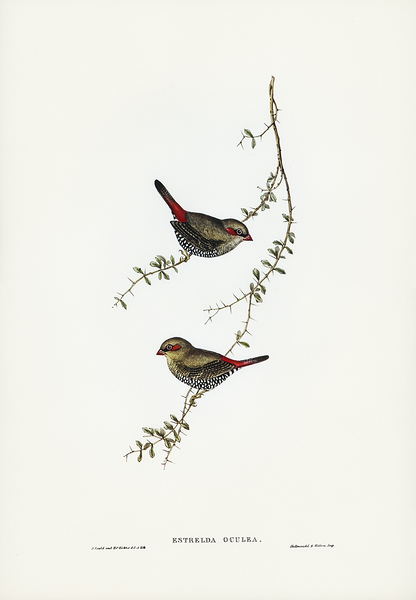 Red Eared Firetail Print
