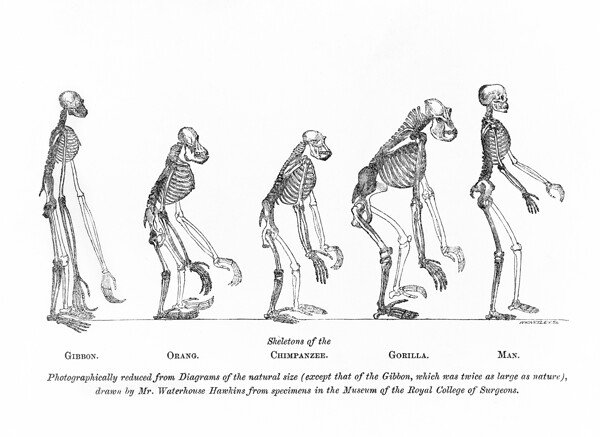 March Towards Progress – Timeline Chart of Human Evolution From Australopithecus to Modern Homo Sapiens Illustrating Physical and Cultural Development Across Prehistoric and Modern Eras by History In Your Home