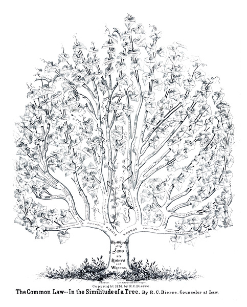 Tree of Law Educational Chart – Visual Diagram of the Historical Evolution and Branches of Law Systems Legal Philosophies and Institutional Development Across Civilizations by History In Your Home