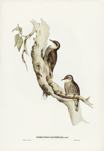 Red Browed Treecreeper by History In Your Home
