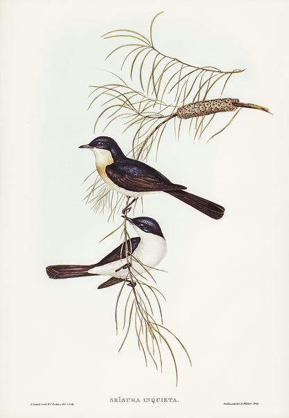 Restless Flycatcher Print