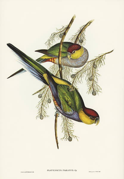 Red Capped Parrot Print