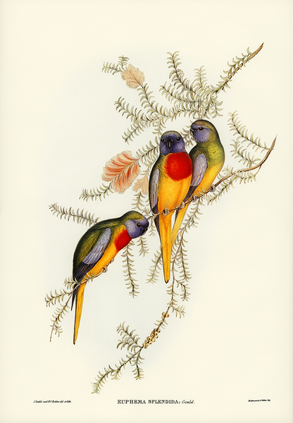 Scarlet chested parrot by History In Your Home