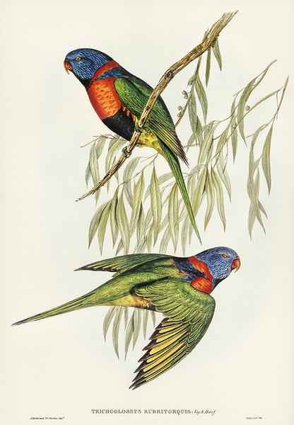 Red Collared Lorikeet Print