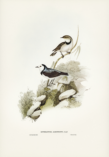 White Fronted Chat Print