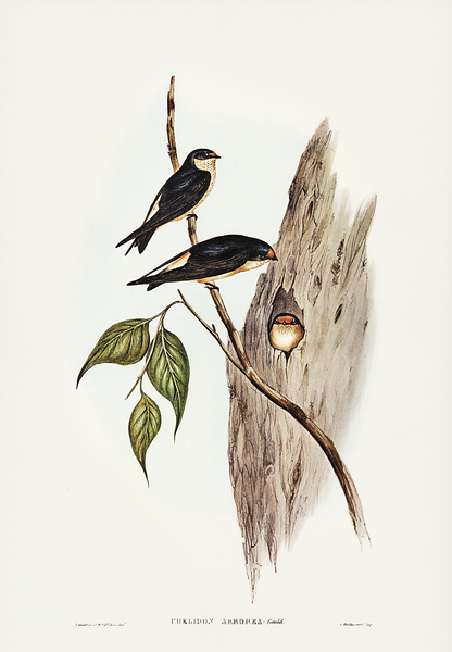 Tree Martin Print