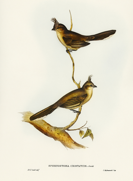 Chirruping Wedgbill by History In Your Home
