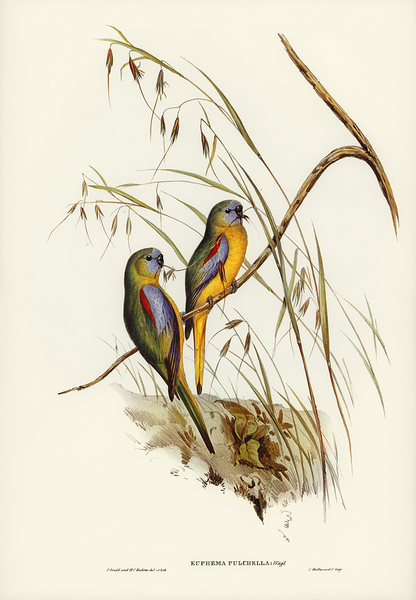 Turquoise Parrot Print