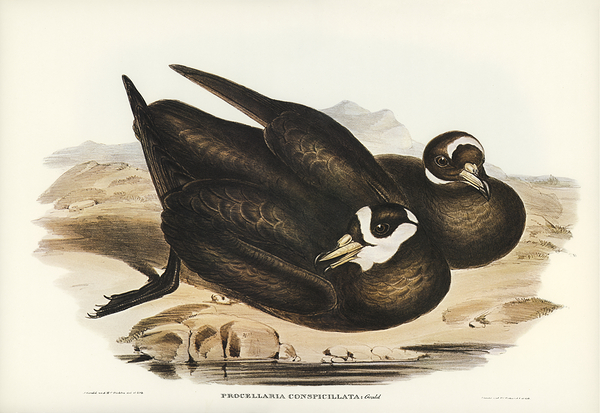 White Chinned Petrel by History In Your Home