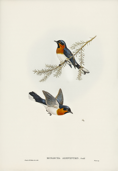 Spectacled Monarch Print