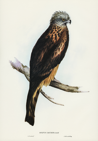 Square tailed Kite Print