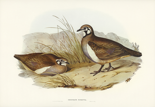 Squatter Pigeon Print