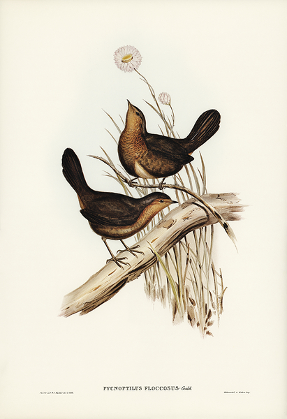 Pilotbird Print