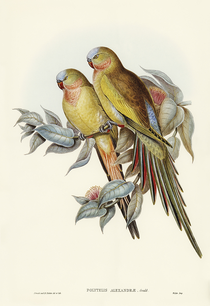 Princess Parrot Print
