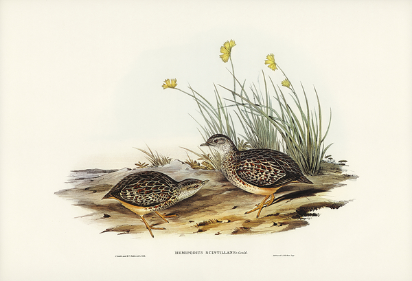 Painted Buttonquail Print