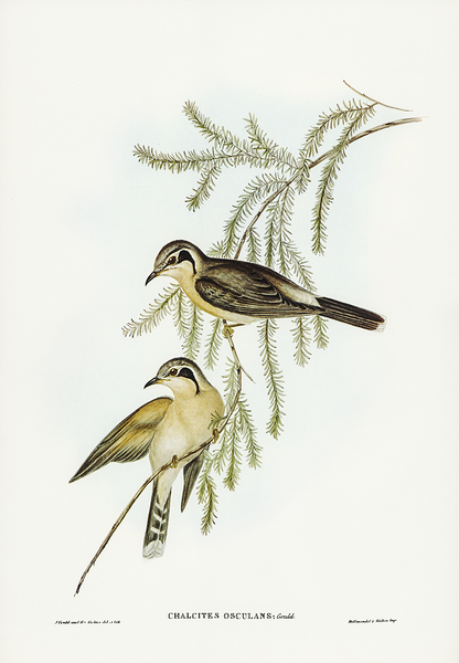 Black Eared Cuckoo Print