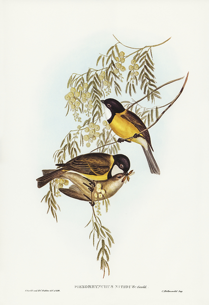 Australian Golden Whistler Print