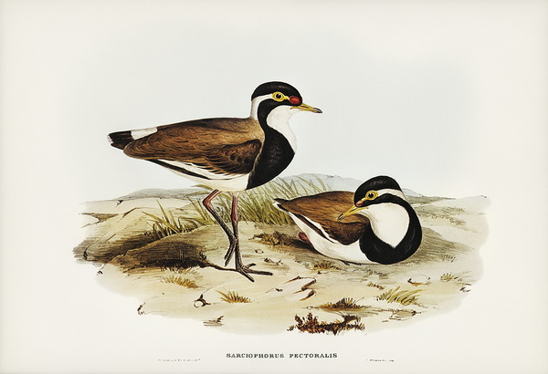 Banded Lapwing Print