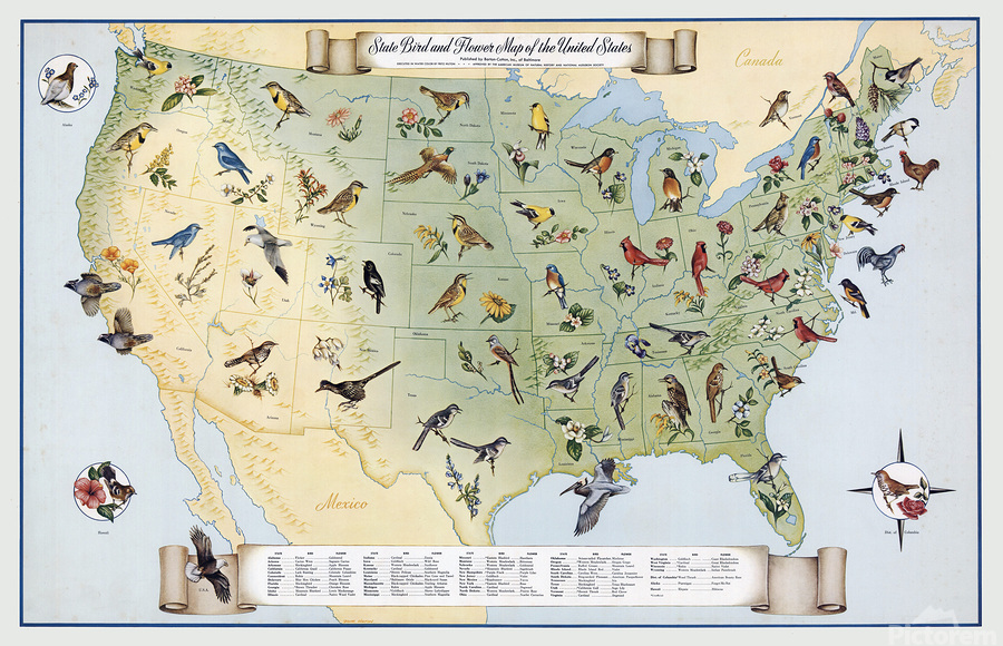 State Bird and State Flower Map of the United States – Charming