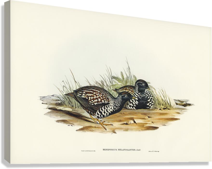 Black Breasted Buttonquail Canvas Print