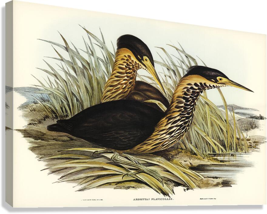 Black Bittern Canvas Print