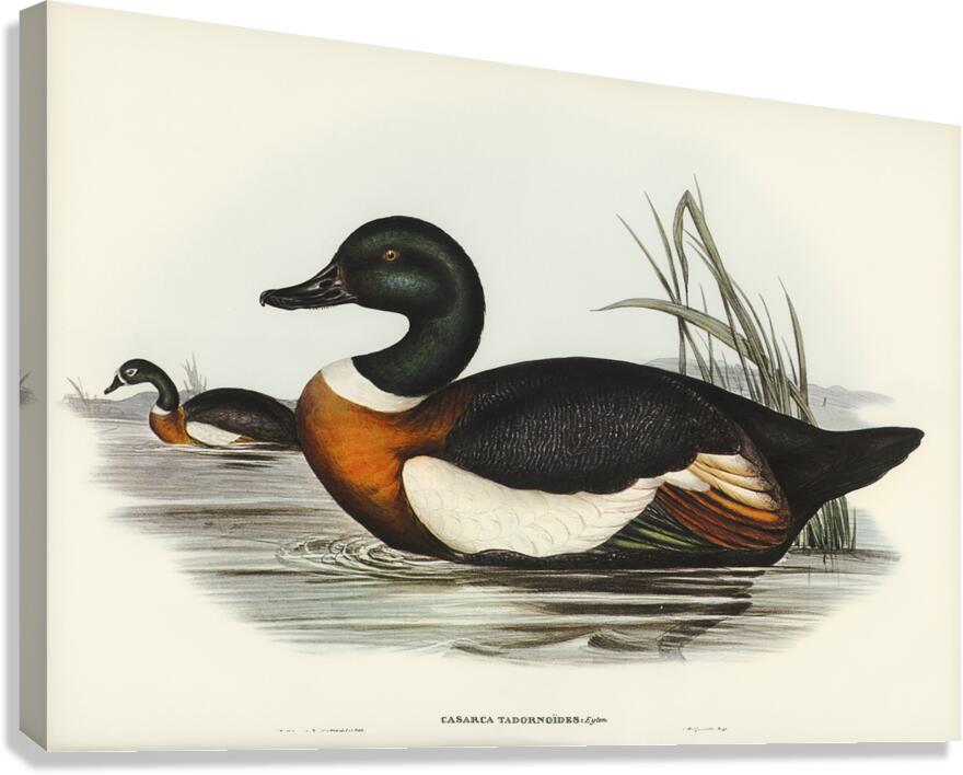 Australian Shelduck Canvas Print