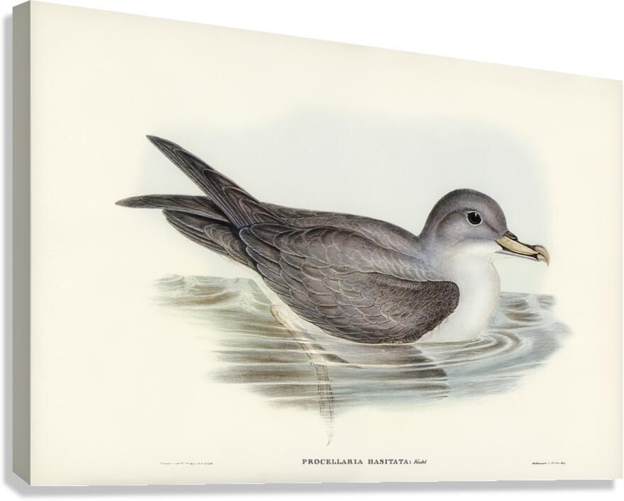 Black Capped Petrel Canvas Print