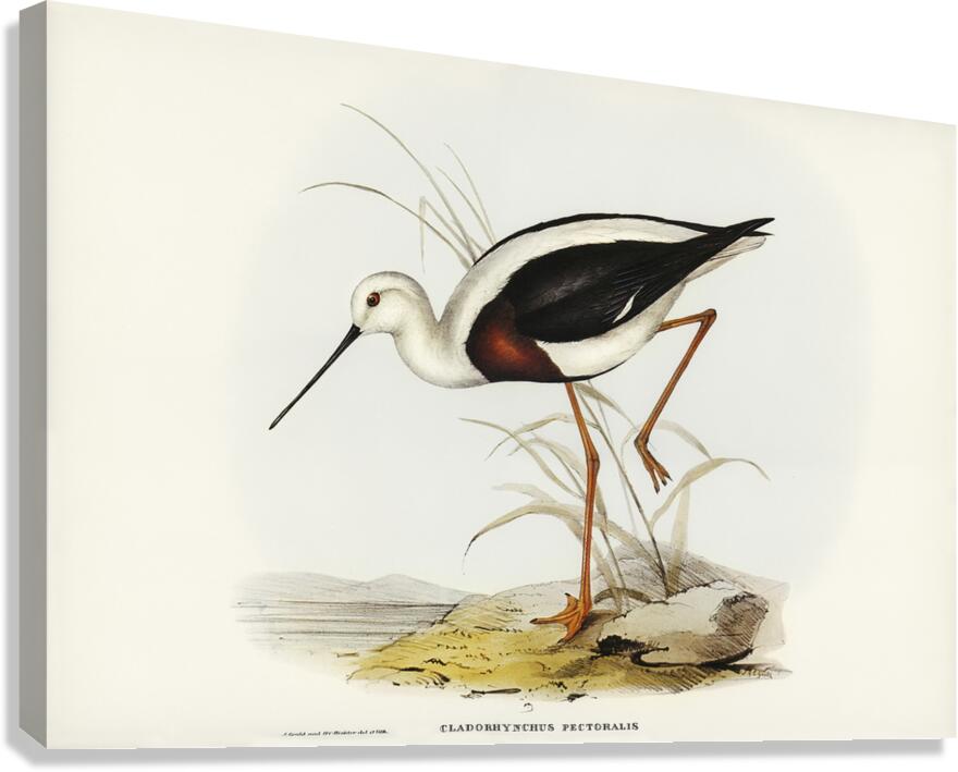 Banded Stilt Canvas Print