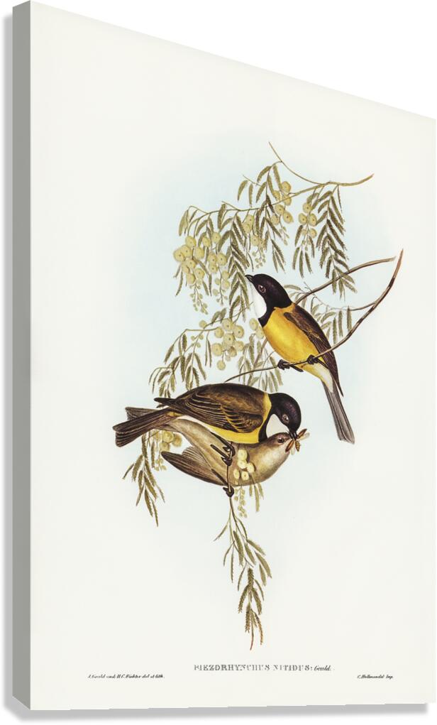 Australian Golden Whistler Canvas Print