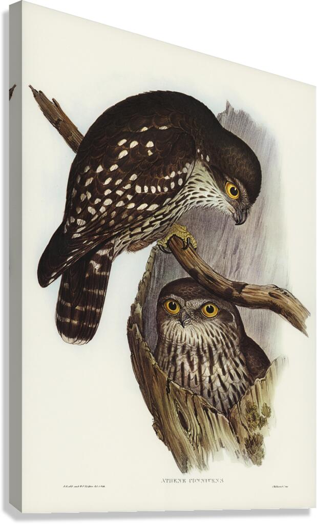 Barking owl Canvas Print