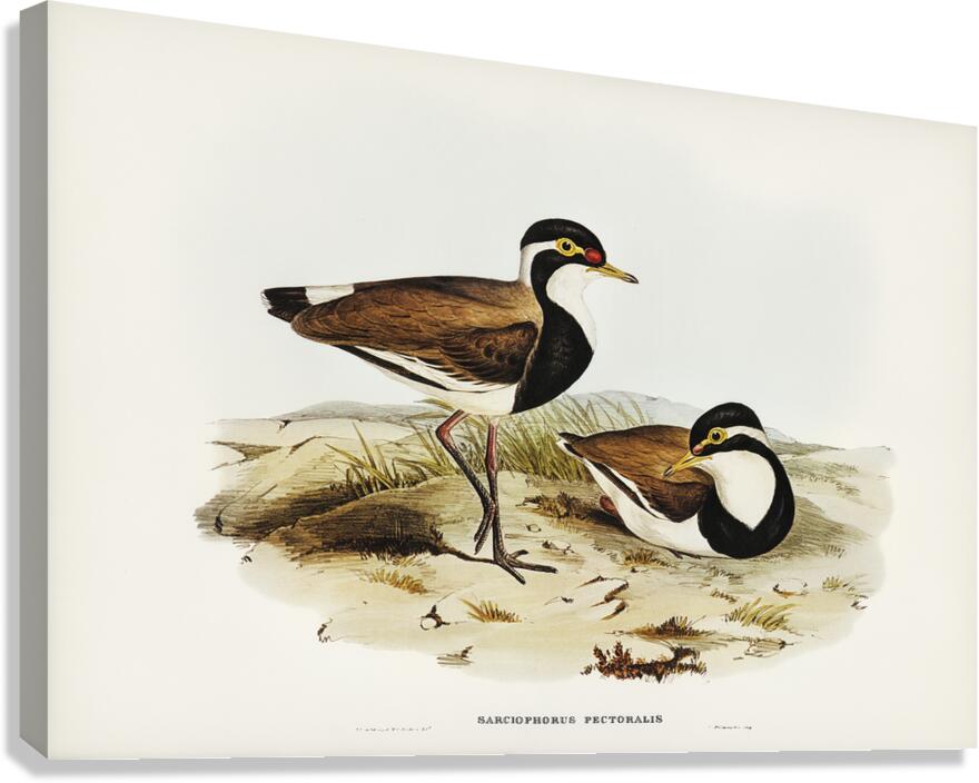 Banded Lapwing Canvas Print