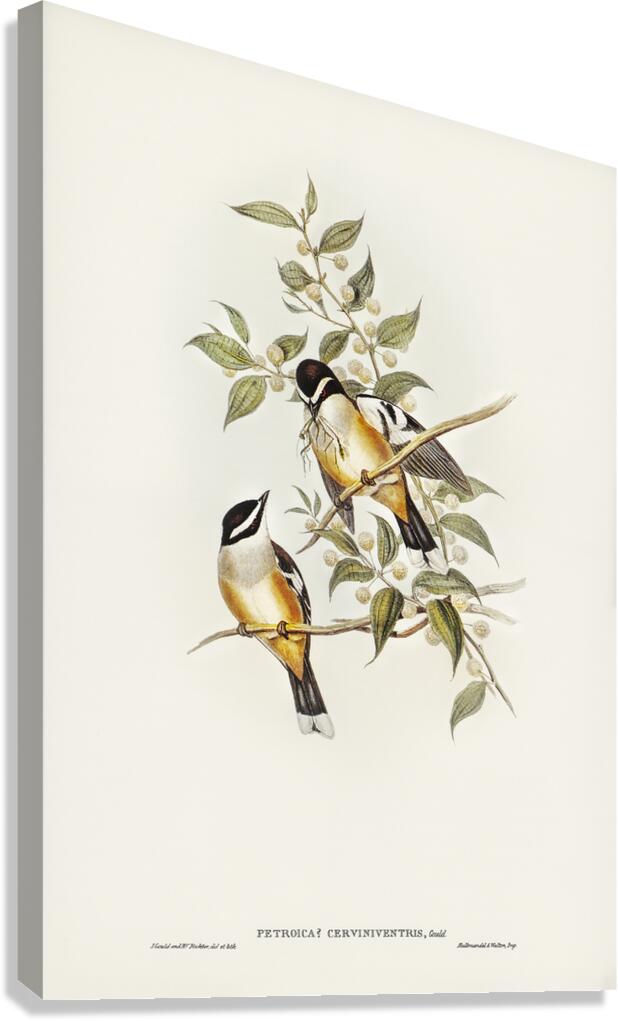 Buff Sided Robin Canvas Print