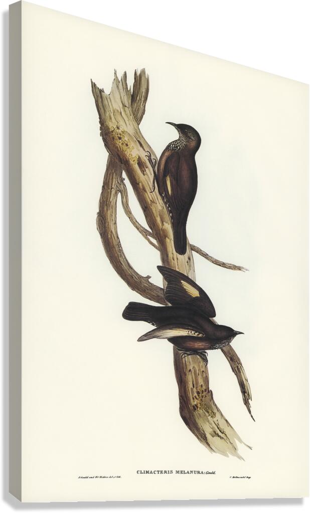 Black Tailed Treecreeper Canvas Print