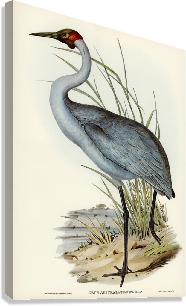 Brolga Canvas Print