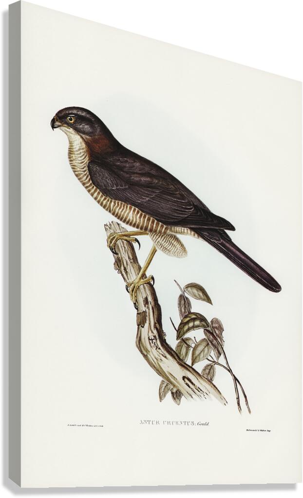 Brown Goshawk Canvas Print