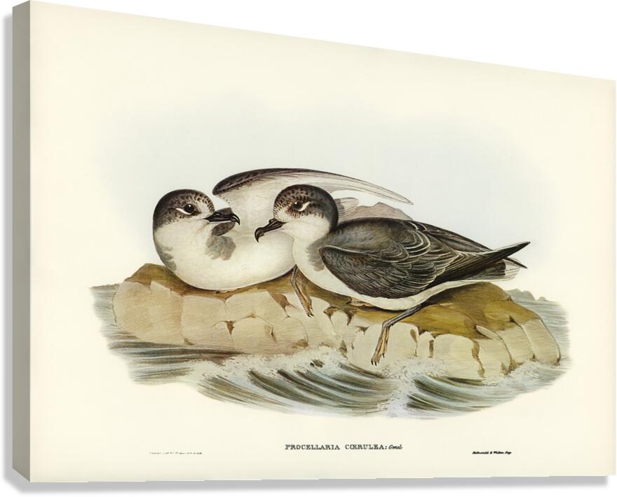 Blue Petrel Canvas Print