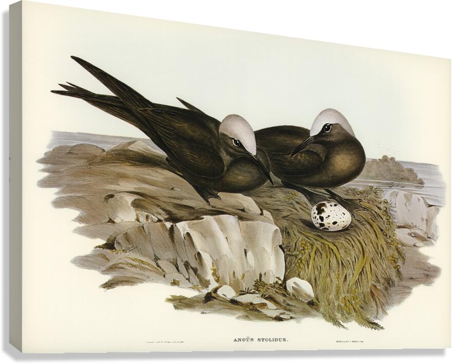 Brown Noddy Canvas Print