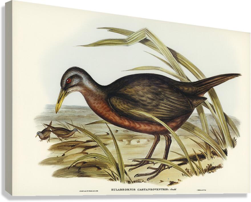 Chestnut Rail Canvas Print