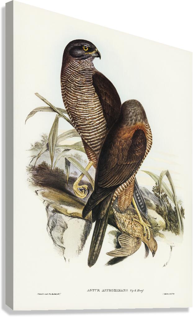 Brown Goshawk 2 Canvas Print