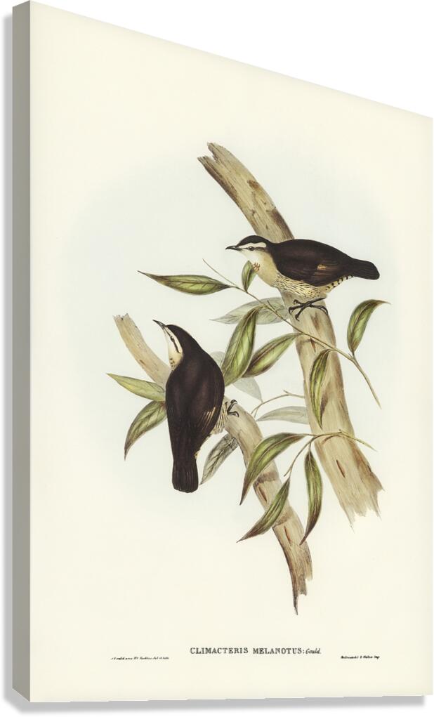 Brown Treecreeper Canvas Print