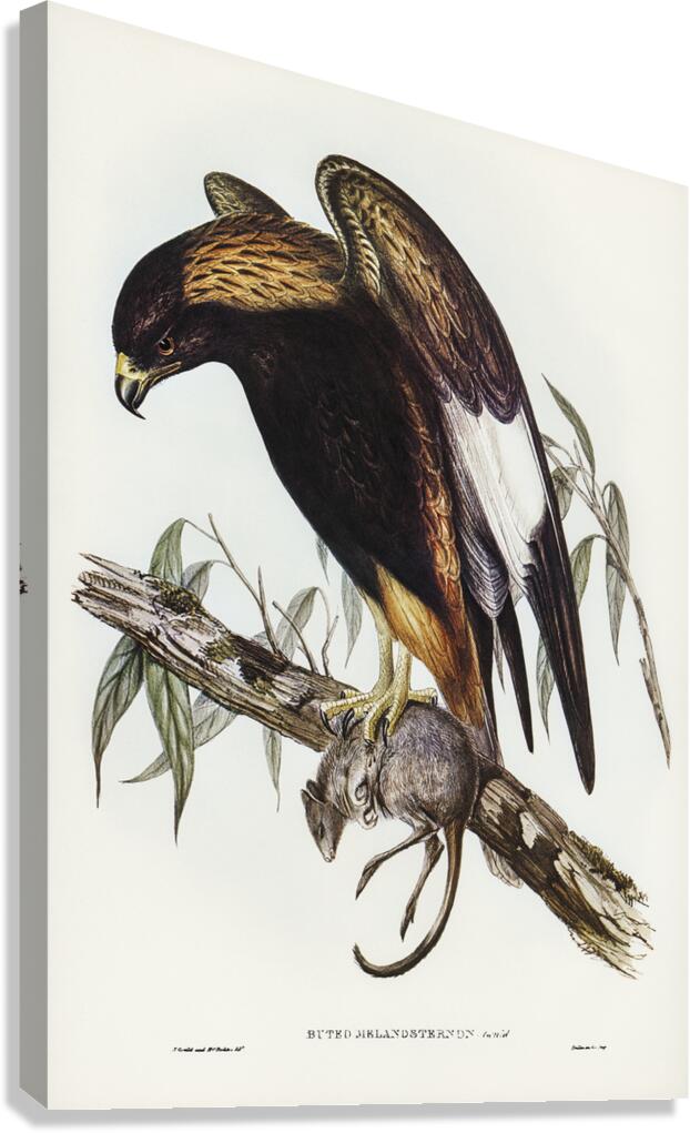 Black Breasted Buzzard Canvas Print