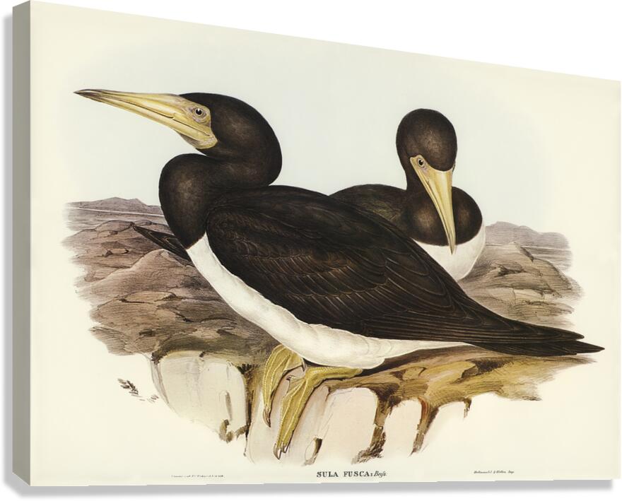 Brown Booby Canvas Print