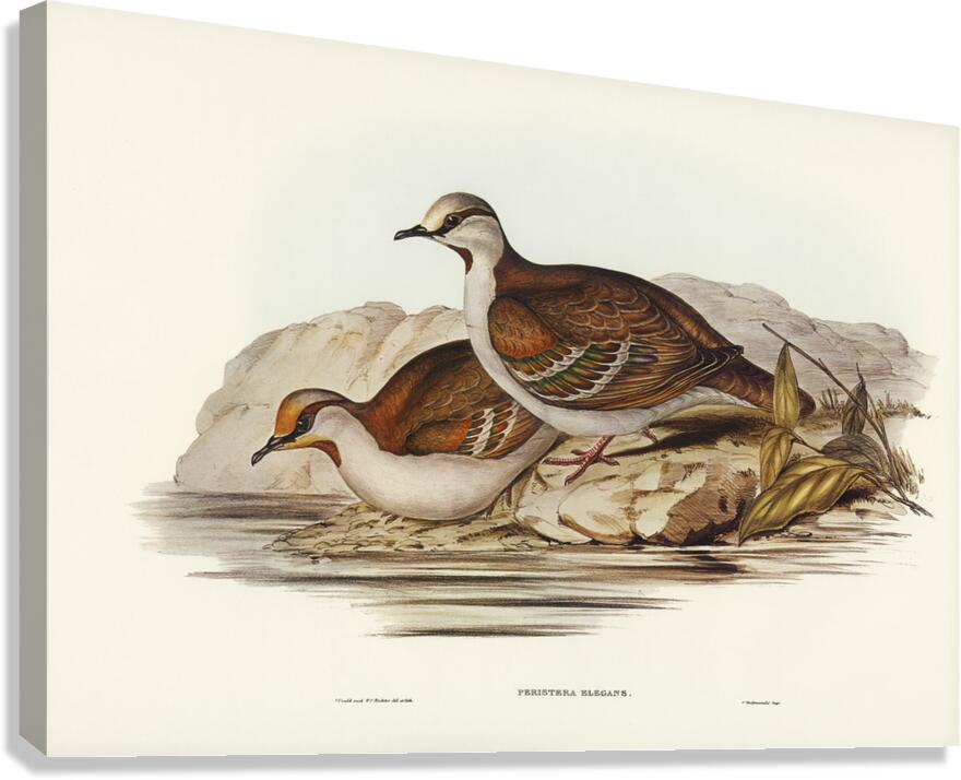 Brush Bronzewing Canvas Print
