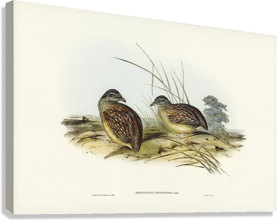 Chestnut Backed Buttonquail Canvas Print